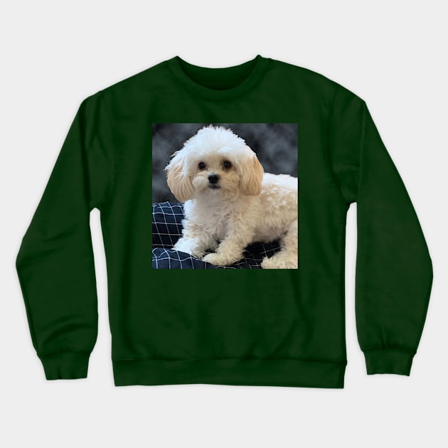 Maltipoo Love. Beautiful little dog with long silky white hair. Crewneck Sweatshirt by KarenZukArt